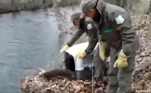 Agentes Medioambientales devuelven a una nutria que se había extraviado al río Arlanzón