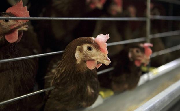 Francia prohibirá a partir de 2022 la venta de huevos criados en jaulas