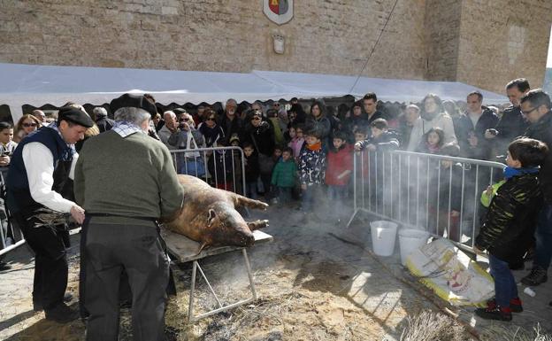 Matanza del cerdo en Curiel del Duero