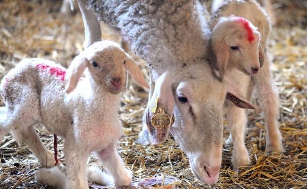 Unión de Uniones denuncia la pérdida de otros 356 ganaderos más de ovino de leche durante 2017