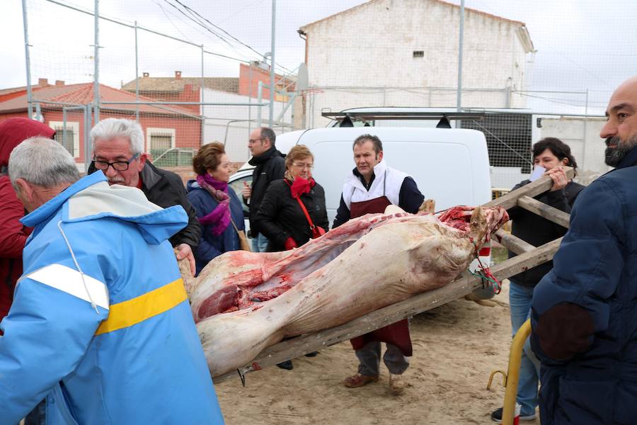Fotos: Jornada de la matanza del cerdo en Baños de Cerrato