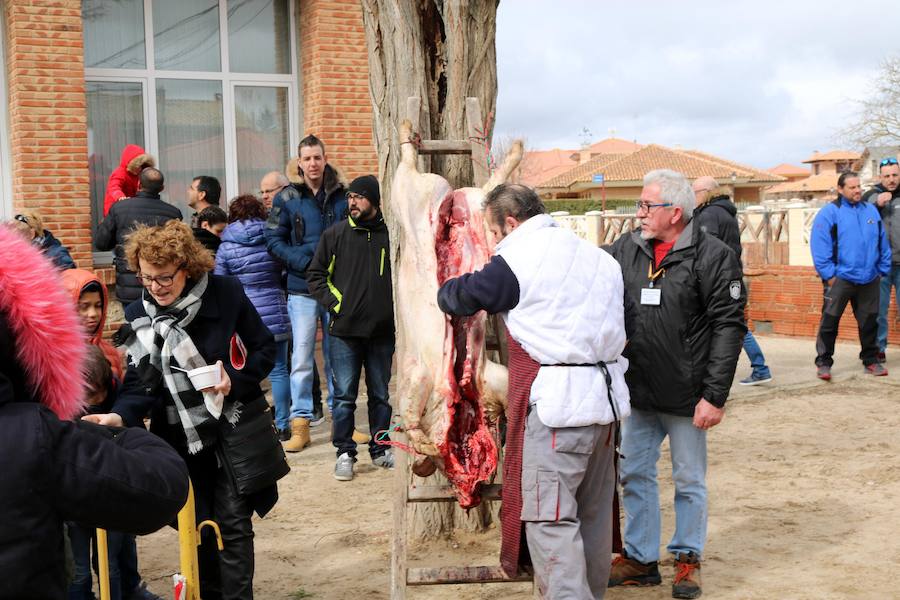 Fotos: Jornada de la matanza del cerdo en Baños de Cerrato