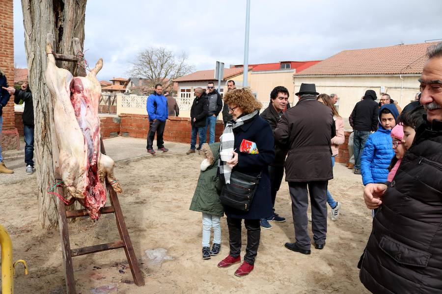 Fotos: Jornada de la matanza del cerdo en Baños de Cerrato