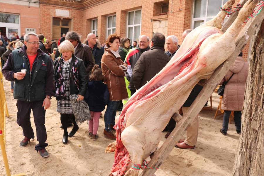 Fotos: Jornada de la matanza del cerdo en Baños de Cerrato