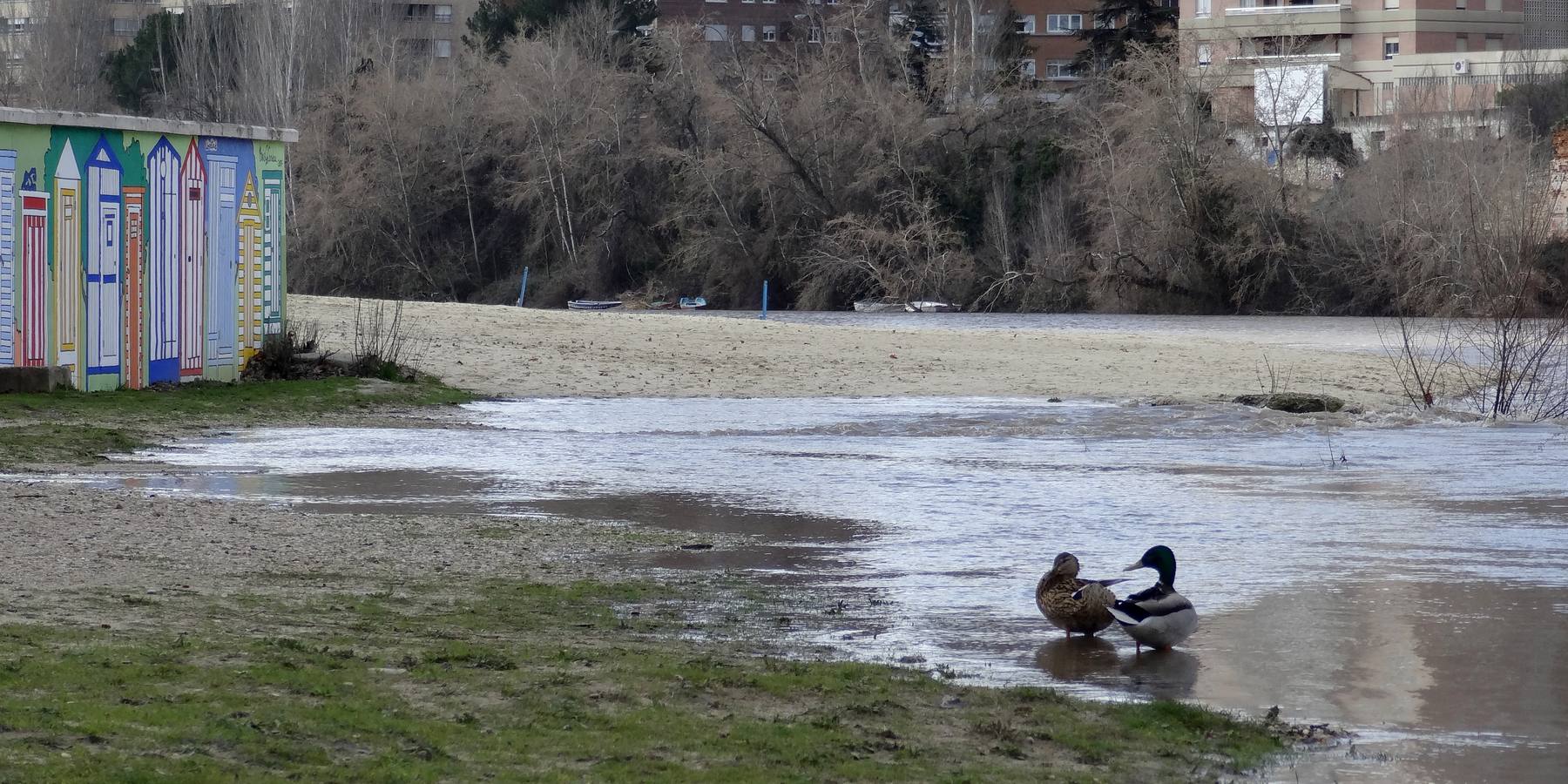 El río a su paso por la capital vallisoletana cubría ayer los paseos inferiores entre los puentes Mayor y de Poniente