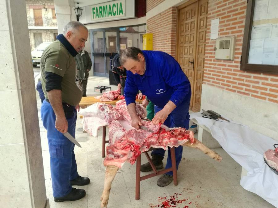 Fotos: Fiesta de la Matanza en Castrillo de Don Juan