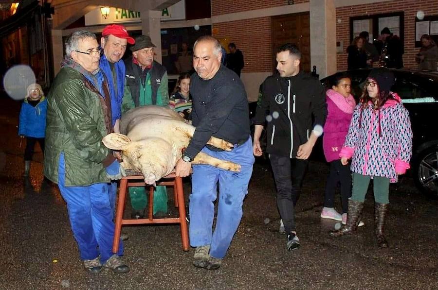 Fotos: Fiesta de la Matanza en Castrillo de Don Juan