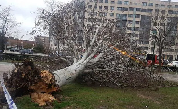 El árbol caído en el Paseo de Zorrilla