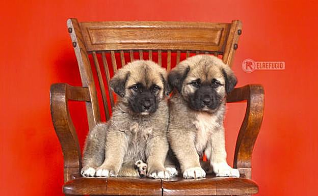 'Pololo' y 'Pachín', los cahorros de mastín rescatados por el Seprona. 