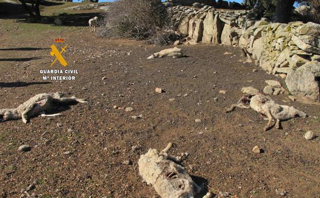 Imagen de las ovejas muertas facilitada por la Guardia Civil.