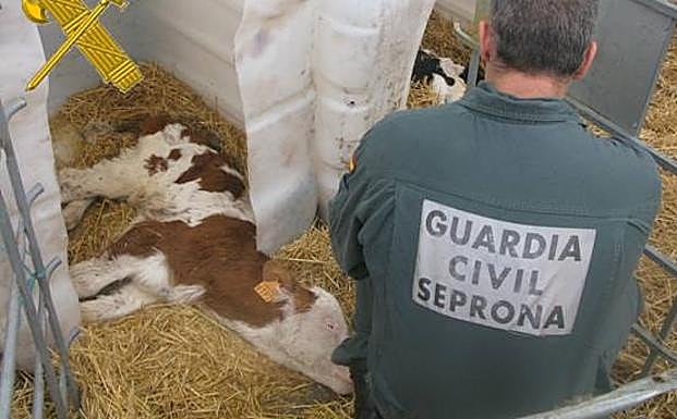 Los agentes del Seprona se encontraron animales agonizando.