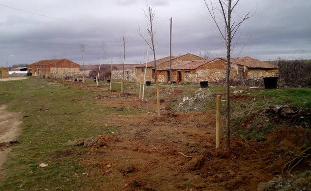 Árboles plantados en Riaguas de San Bartolomé.