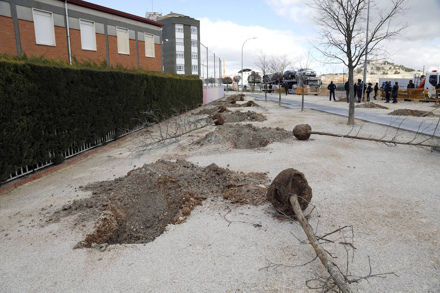 Fotos: Plantación de arboles en la avda Derechos Humanos