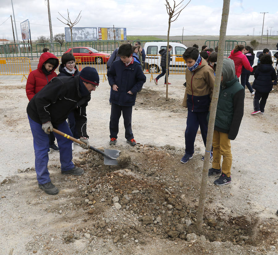 Fotos: Plantación de arboles en la avda Derechos Humanos
