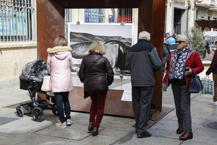 Una selección de 38 instantáneas de cinco lugares diferentes del planeta, apenas explorados por el ser humano, que se encuentra sobre grandes soportes metálicos en la plaza del Liceo y en la calle Toro