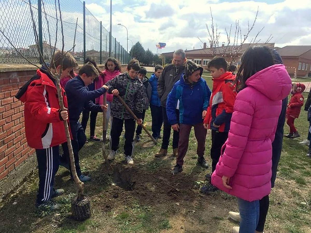 Fotos: Los escolares de Baltanás celebran el Día del Árbol