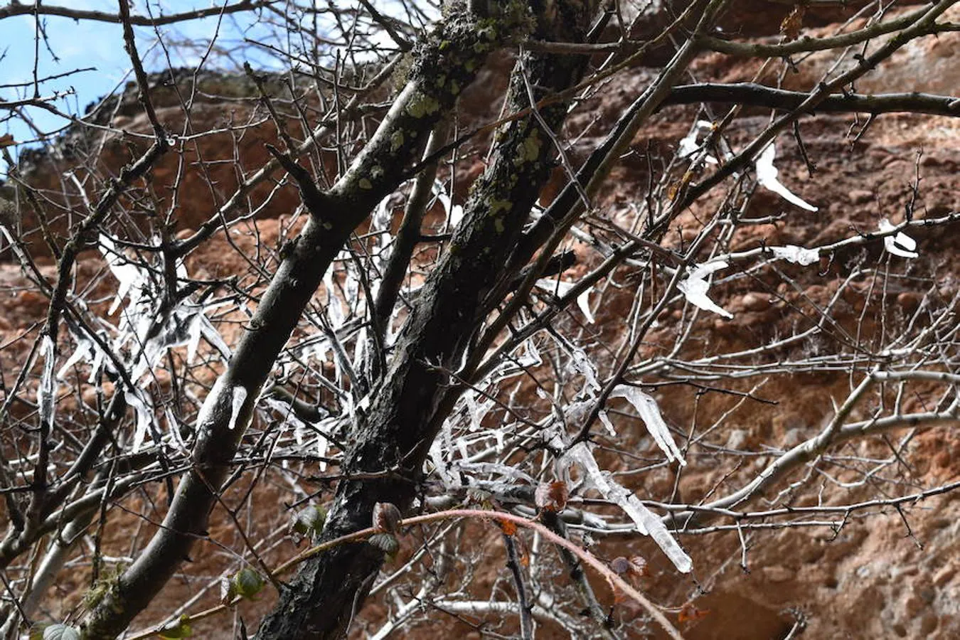 Fotos: El hielo brota de los árboles en Brañosera