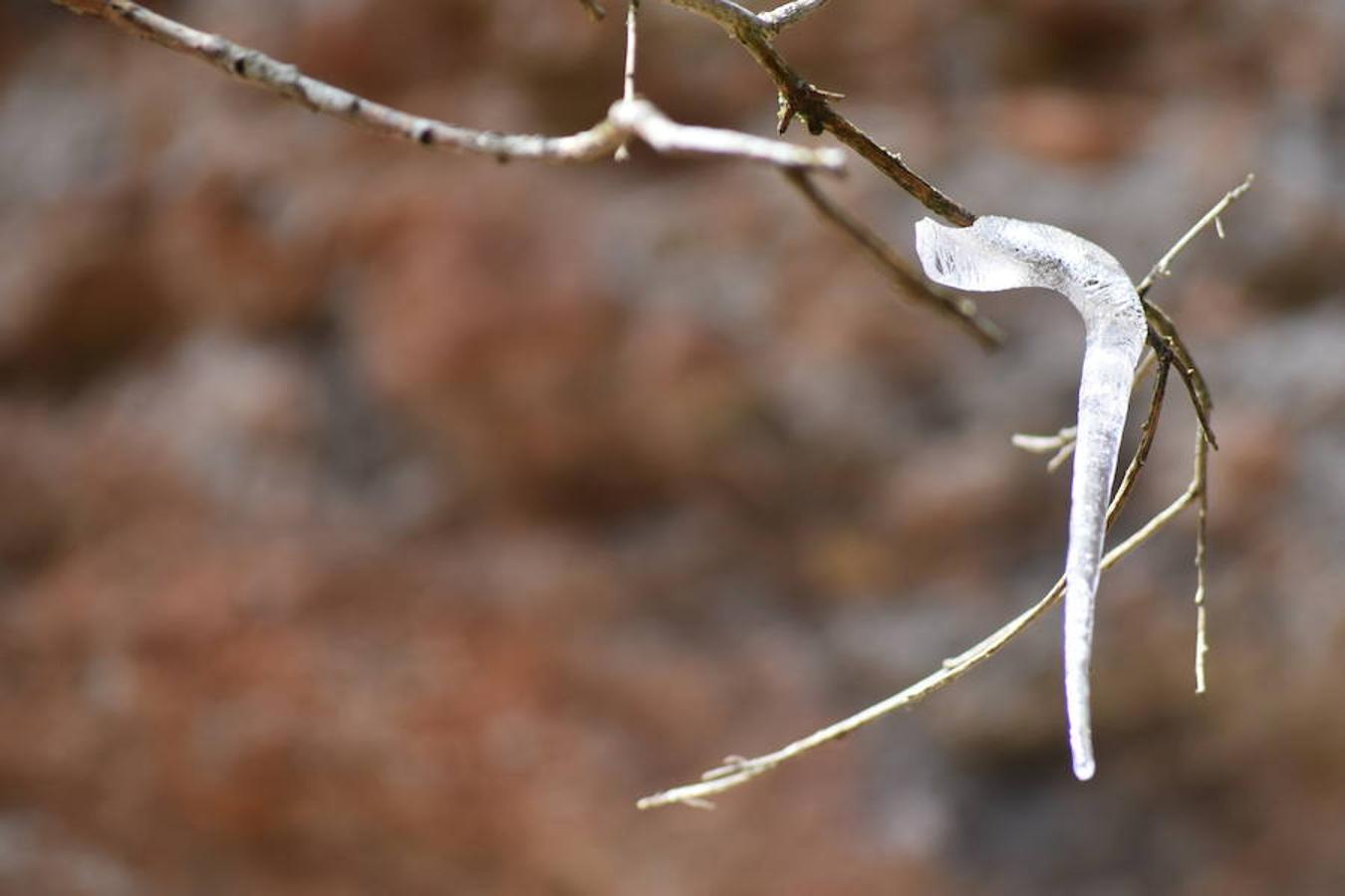 Fotos: El hielo brota de los árboles en Brañosera