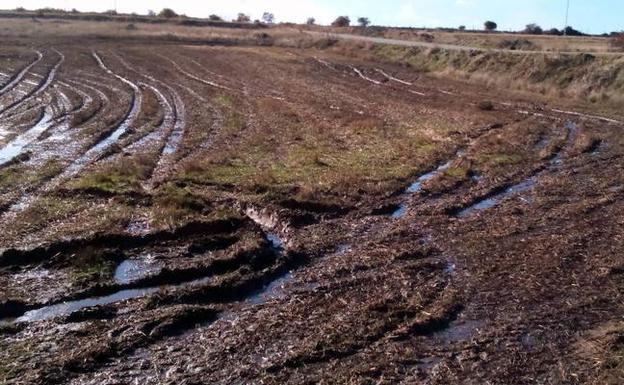 Campo de purines. 