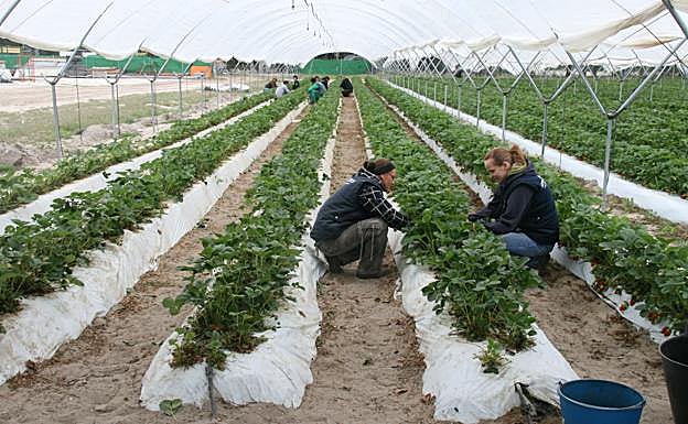 Dos mujeres trabajan en una de las plantaciones de fresa. 