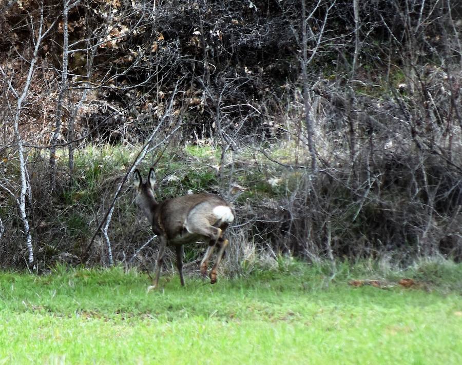 Fotos: Las imágenes que deja el deshielo en Palencia