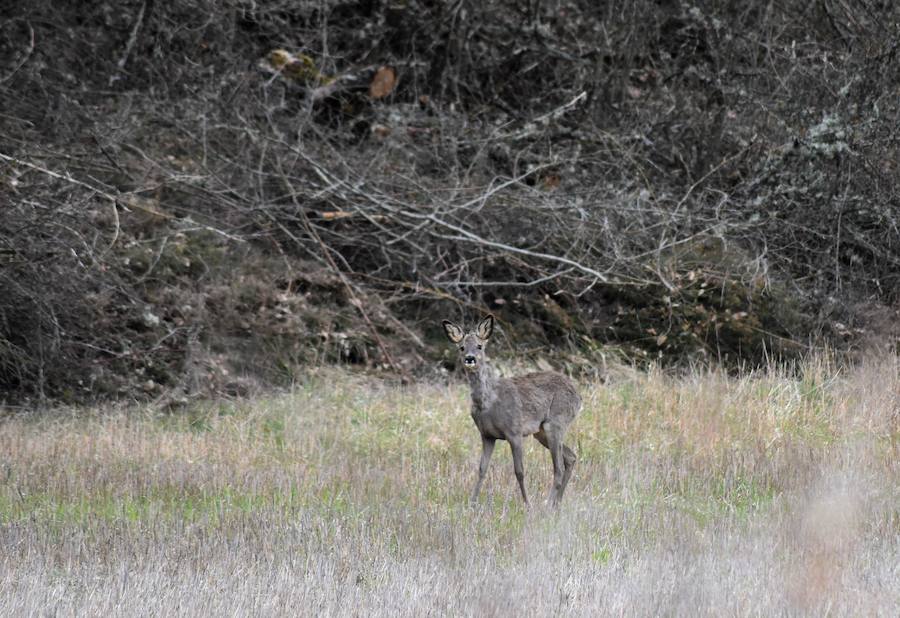 Fotos: Las imágenes que deja el deshielo en Palencia