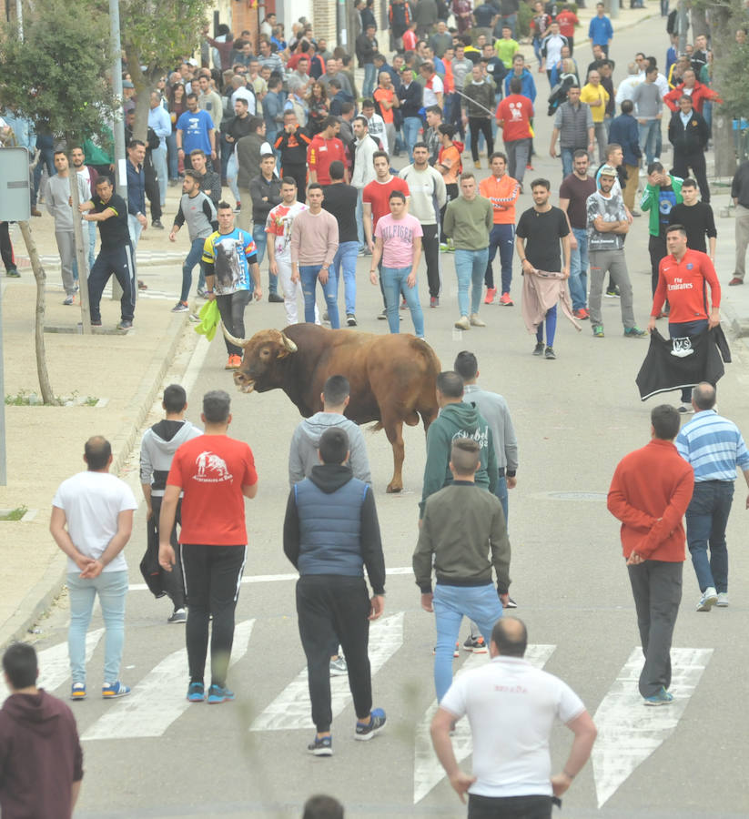 Tres mujeres resultaron este sábado heridas en La Seca durante el Toro del Sarmiento, que se programa con motivo de la Fiesta del Verdejo, una cita que se ha convertido en un éxito de participación y de asistentes en el municipio. 