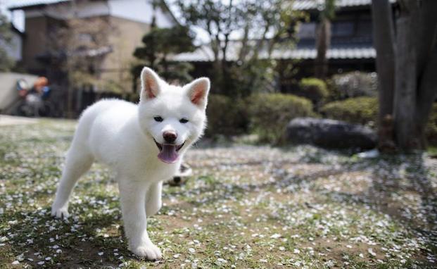 Un cachorro de Akita. 