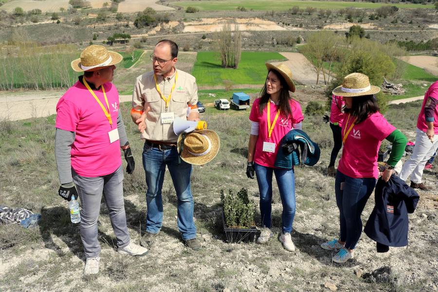 Fotos: Jornada de reforestación en Cevico Navero