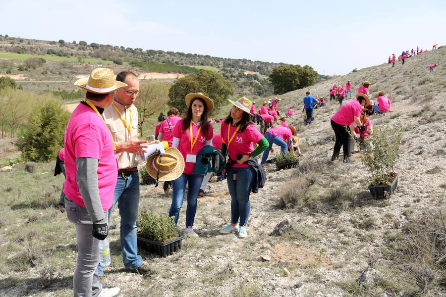 Fotos: Jornada de reforestación en Cevico Navero