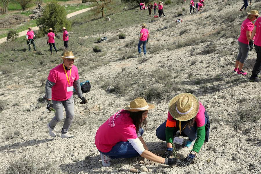 Fotos: Jornada de reforestación en Cevico Navero