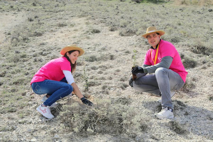 Fotos: Jornada de reforestación en Cevico Navero