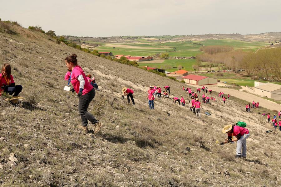 Fotos: Jornada de reforestación en Cevico Navero