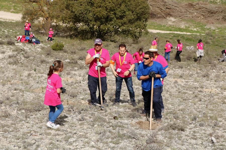 Fotos: Jornada de reforestación en Cevico Navero