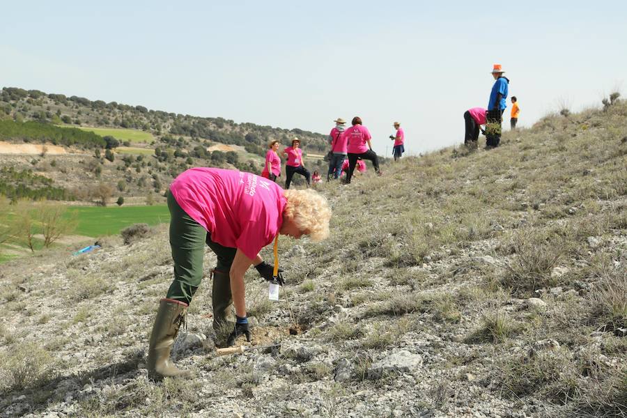 Fotos: Jornada de reforestación en Cevico Navero