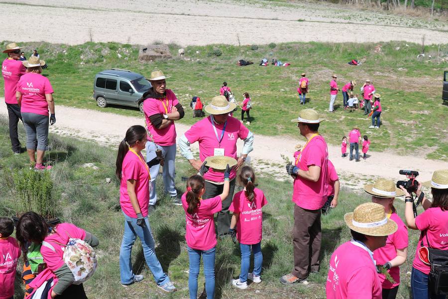 Fotos: Jornada de reforestación en Cevico Navero