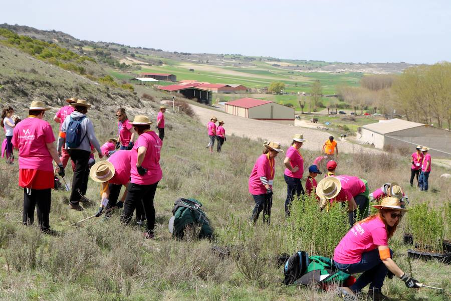 Fotos: Jornada de reforestación en Cevico Navero