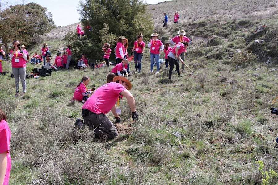 Fotos: Jornada de reforestación en Cevico Navero