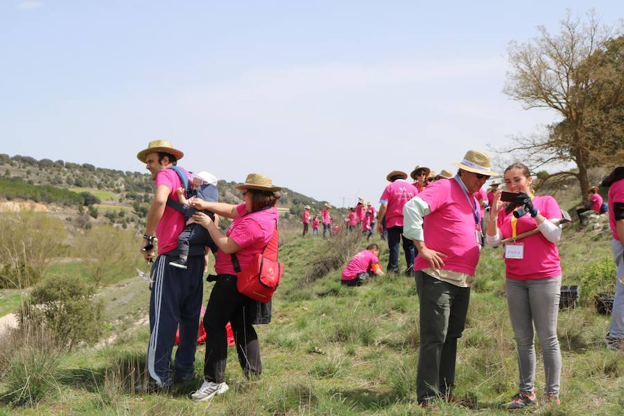 Fotos: Jornada de reforestación en Cevico Navero