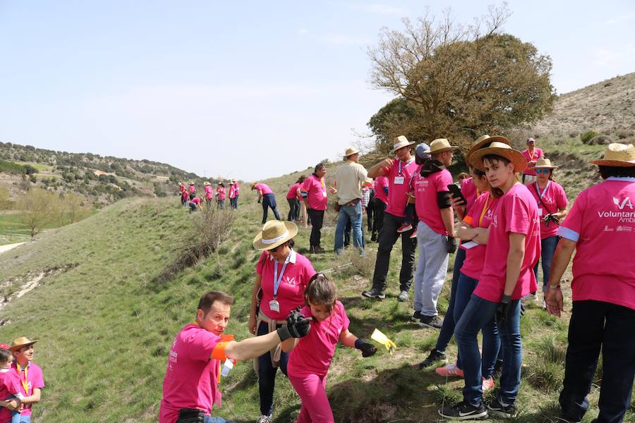 Fotos: Jornada de reforestación en Cevico Navero