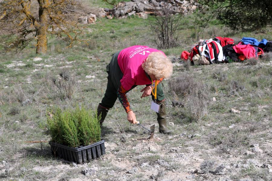 Fotos: Jornada de reforestación en Cevico Navero