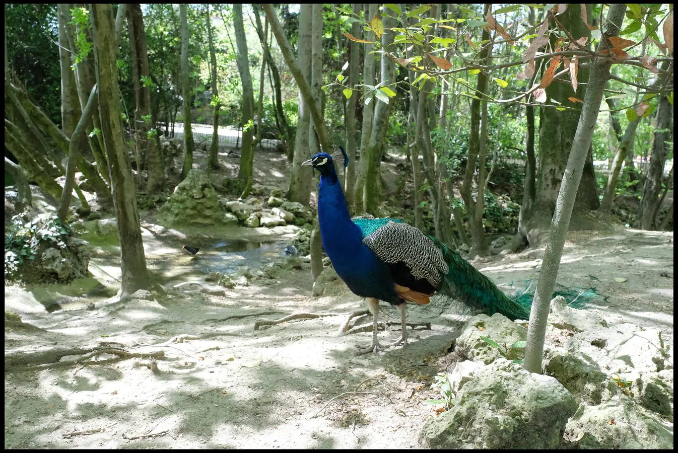 Fotos: Pavos reales y otros moradores del Campo Grande