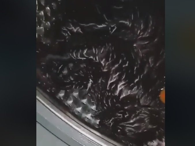 Detenida una mujer que centrifugó a un gato en la lavadora y colgó el vídeo en Instagram