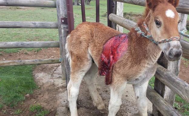 Potro herido en La Lastra. 