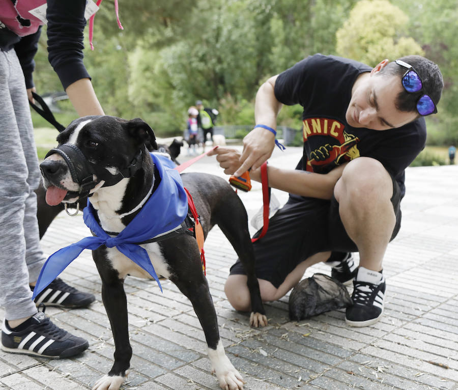 Fotos: Marcha perruna en Palencia