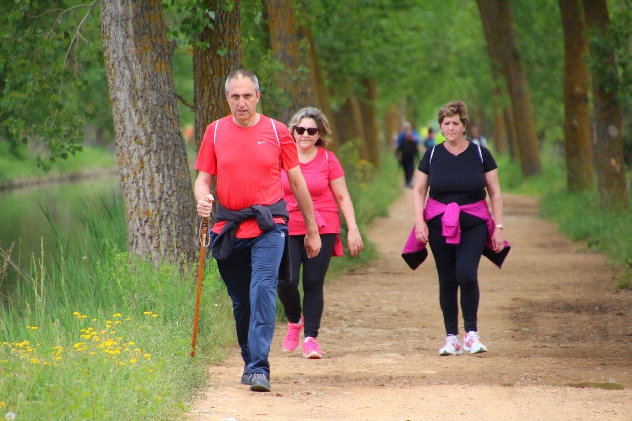 La marcha transcurrió junto al Canal de Castilla, 14 kilómetros de distancia en un recorrido de ida y vuelta por los caminos de sirga, hasta el conocido como puente de Moral