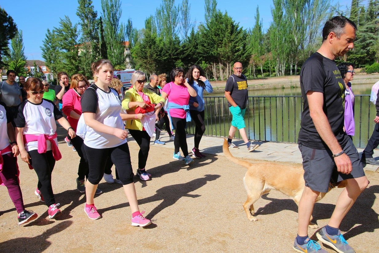 La marcha transcurrió junto al Canal de Castilla, 14 kilómetros de distancia en un recorrido de ida y vuelta por los caminos de sirga, hasta el conocido como puente de Moral