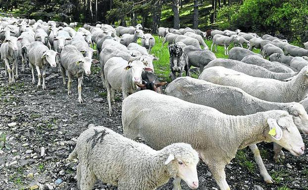 El Espinar revive la trashumancia