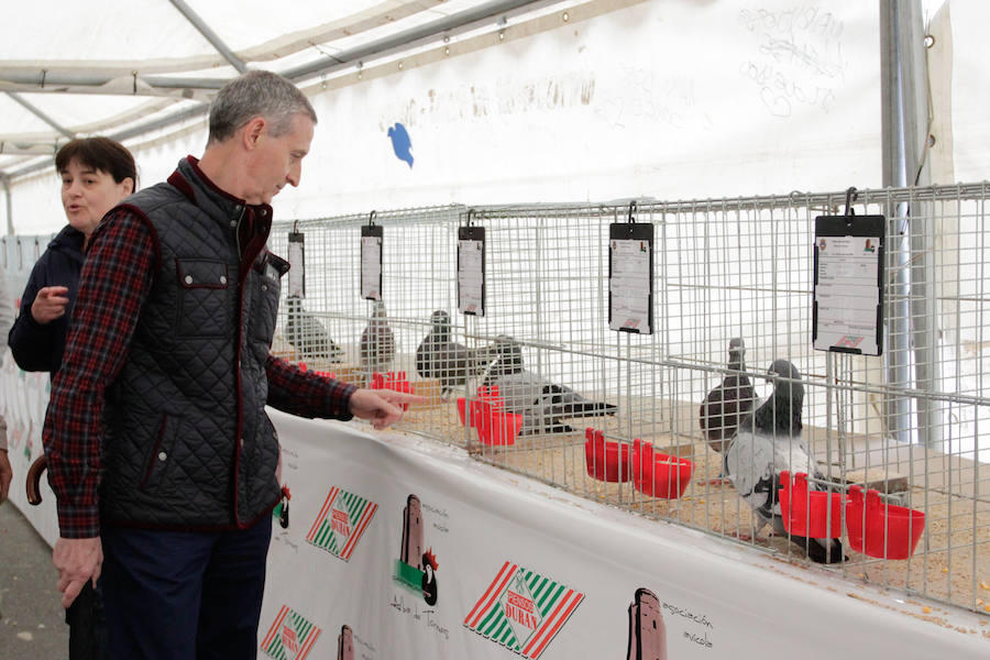 Fotos: Feria Agroganadera de Alba de Tormes