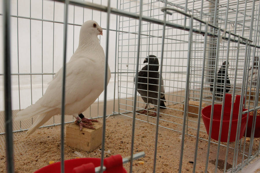 Fotos: Feria Agroganadera de Alba de Tormes